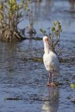 White Ibis, Eudocimus albus