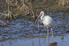 White Ibis, Eudocimus albus