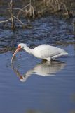 White Ibis, Eudocimus albus