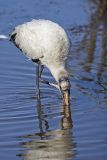 Wood Stork, Mycteria americana