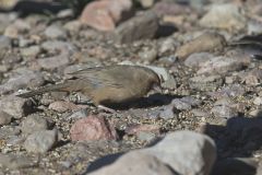 Abert's Towhee, Pipilo aberti