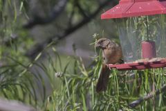 Abert's Towhee, Pipilo aberti