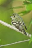Acadian Flycatcher, Empidonax virescens