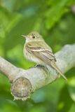 Acadian Flycatcher, Empidonax virescens