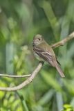 Acadian Flycatcher, Empidonax virescens