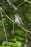 Acadian Flycatcher, Empidonax virescens