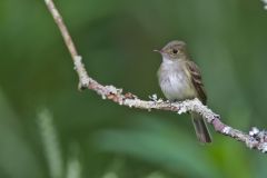 Acadian Flycatcher, Empidonax virescens