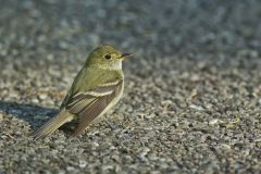 Acadian Flycatcher, Empidonax virescens