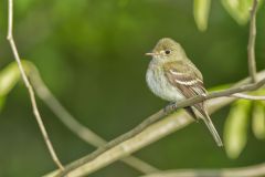 Acadian Flycatcher, Empidonax virescens