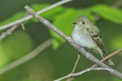 Acadian Flycatcher, Empidonax virescens