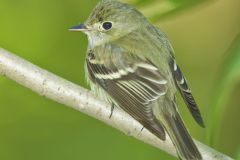 Acadian Flycatcher, Empidonax virescens