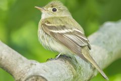 Acadian Flycatcher, Empidonax virescens