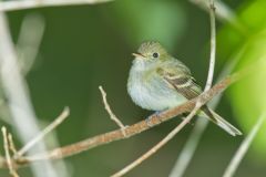 Acadian Flycatcher, Empidonax virescens