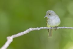 Acadian Flycatcher, Empidonax virescens