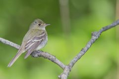 Acadian Flycatcher, Empidonax virescens