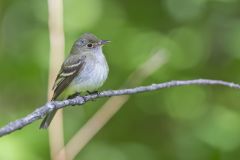 Acadian Flycatcher, Empidonax virescens