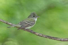 Acadian Flycatcher, Empidonax virescens