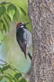 Acorn Woodpecker, Melanerpes formicivorus