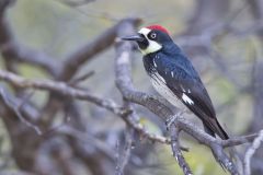 Acorn Woodpecker