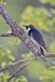 Acorn Woodpecker, Melanerpes formicivorus