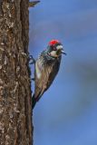 Acorn Woodpecker, Melanerpes formicivorus