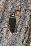 Acorn Woodpecker, Melanerpes formicivorus