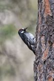 Acorn Woodpecker, Melanerpes formicivorus