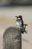 Acorn Woodpecker, Melanerpes formicivorus