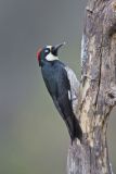 Acorn Woodpecker, Melanerpes formicivorus