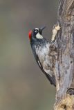 Acorn Woodpecker, Melanerpes formicivorus
