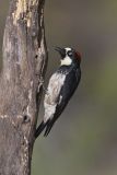 Acorn Woodpecker, Melanerpes formicivorus