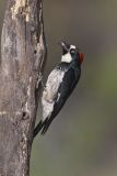 Acorn Woodpecker, Melanerpes formicivorus