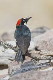 Acorn Woodpecker, Melanerpes formicivorus
