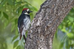 Acorn Woodpecker, Melanerpes formicivorus