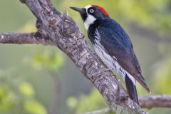 Acorn Woodpecker, Melanerpes formicivorus