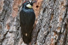 Acorn Woodpecker, Melanerpes formicivorus