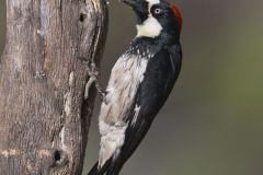 Acorn Woodpecker, Melanerpes formicivorus