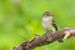 Alder Flycatcher, Empidonax alnorum
