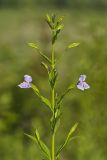 Allegheny Monkeyflower, Mimulus ringens