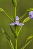 Allegheny Monkeyflower, Mimulus ringens