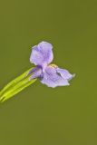 Allegheny Monkeyflower, Mimulus ringens