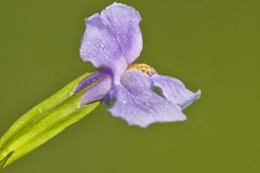 Allegheny Monkeyflower