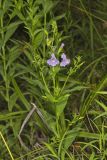 Allegheny Monkeyflower, Mimulus ringens