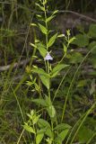 Allegheny Monkeyflower, Mimulus ringens