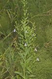Allegheny Monkeyflower, Mimulus ringens