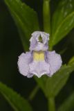Allegheny Monkeyflower, Mimulus ringens