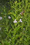 Allegheny Monkeyflower, Mimulus ringens
