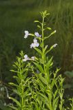 Allegheny Monkeyflower, Mimulus ringens