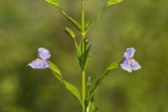 Allegheny Monkeyflower, Mimulus ringens