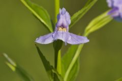 Allegheny Monkeyflower, Mimulus ringens